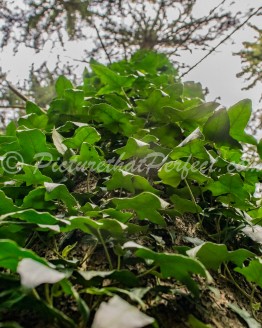 Tree with Ivy