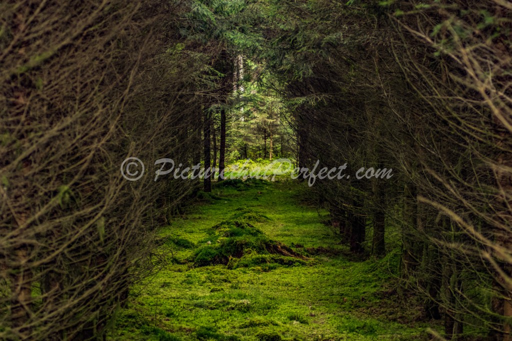 Mossy Forest Clearing