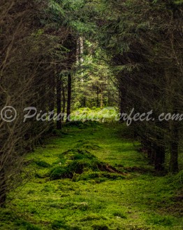 Mossy Forest Clearing