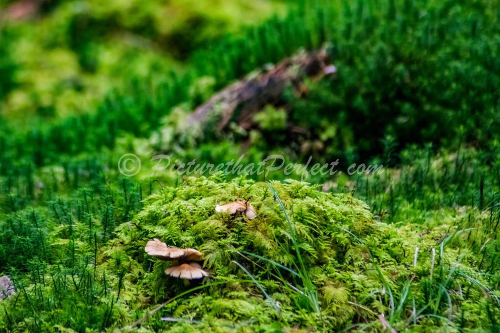 Moss & Fungus