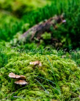 Moss & Fungus