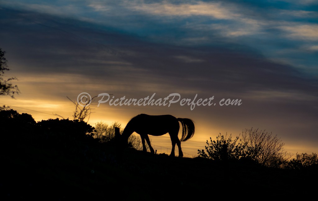 Horse Abstract
