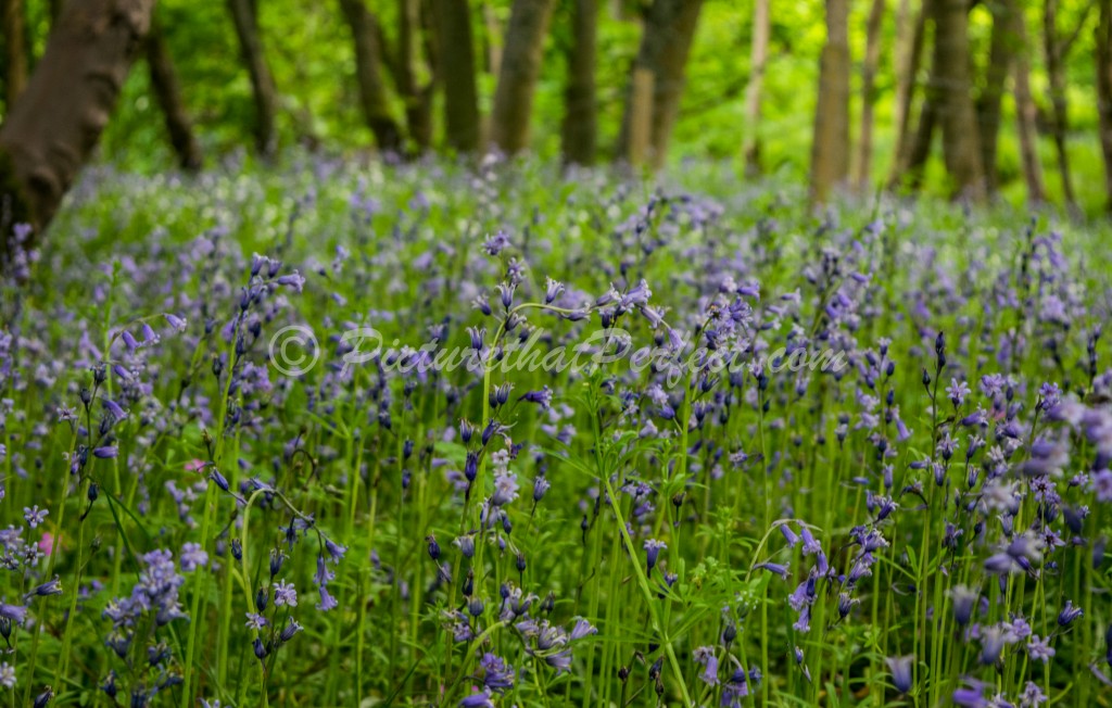 Bluebells