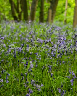 Bluebells