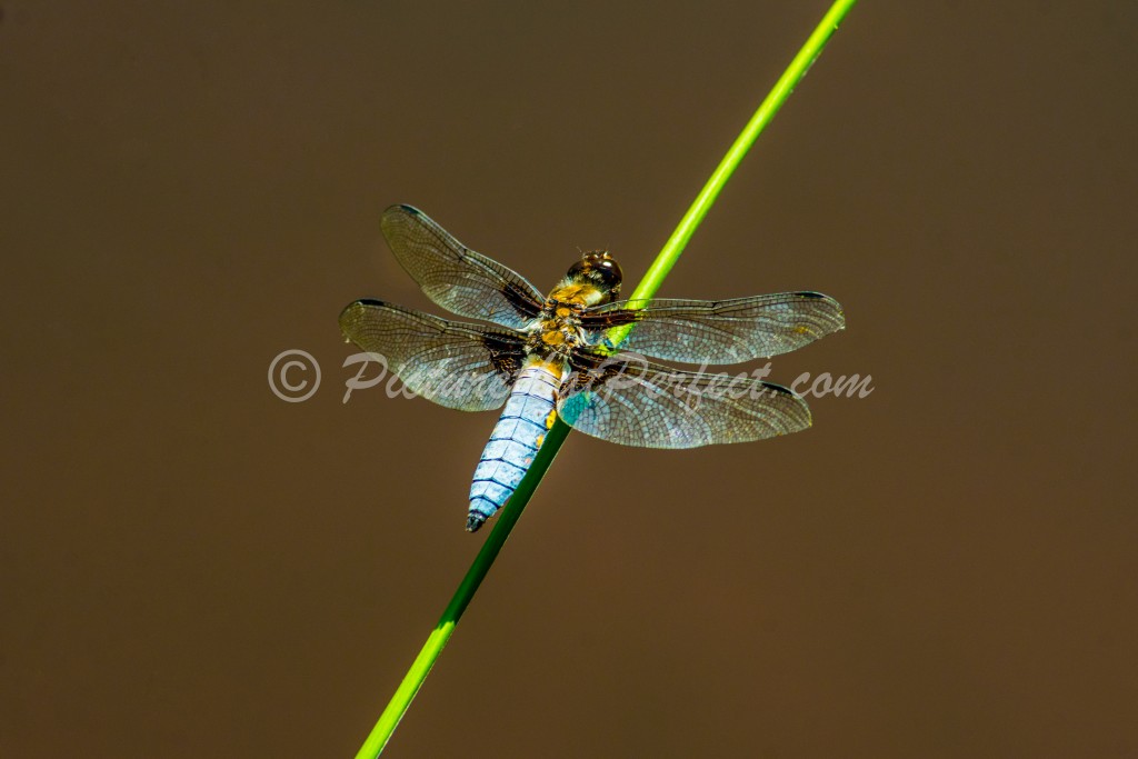 Dragonfly on Stem 2