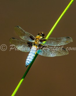 Dragonfly on Stem 2
