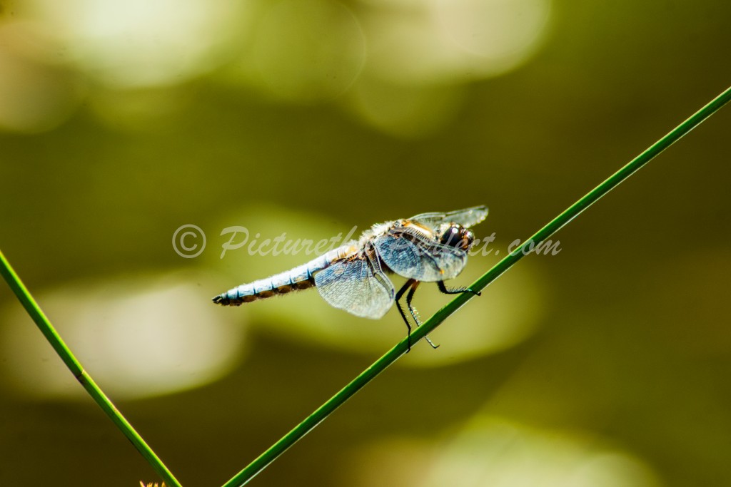 Dragonfly on Stem