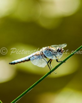 Dragonfly on Stem
