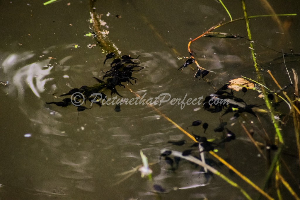 Tadpoles