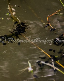 Tadpoles