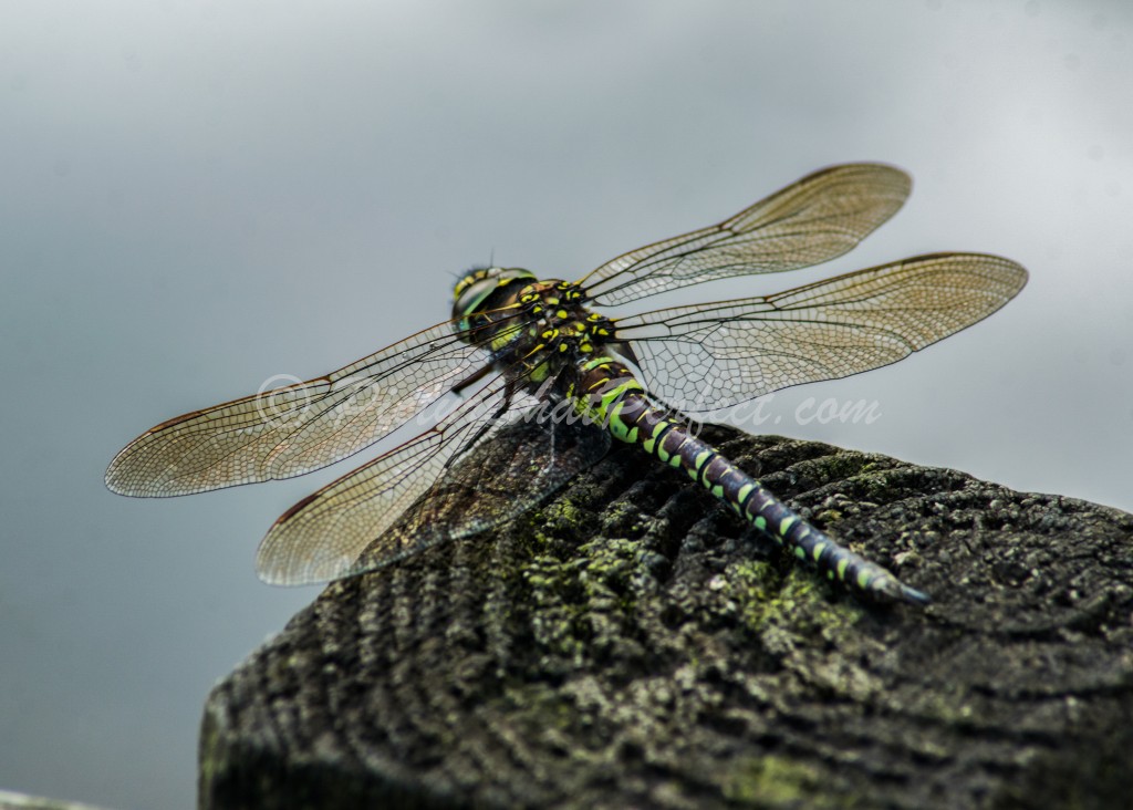 Dragonfly on Fence