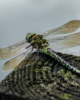 Dragonfly on Fence