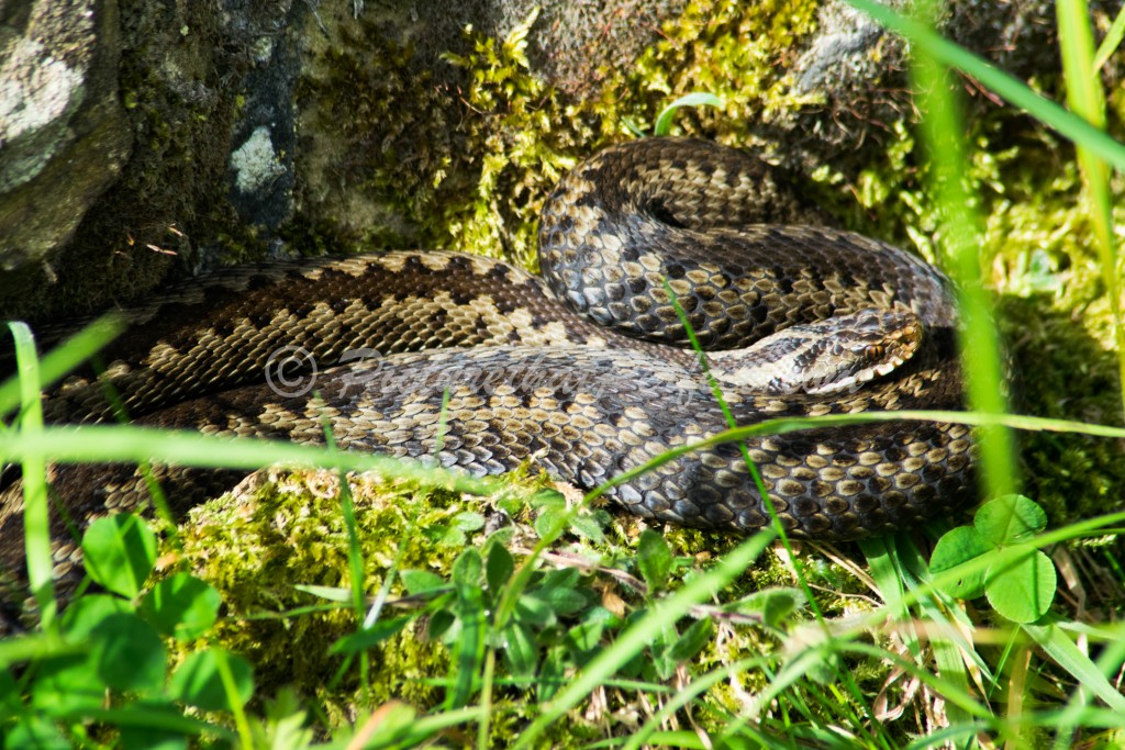 Adder at Ravenscar