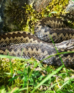 Adder at Ravenscar
