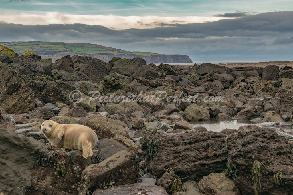Seal On Rocks