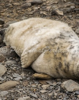 Seal Pup