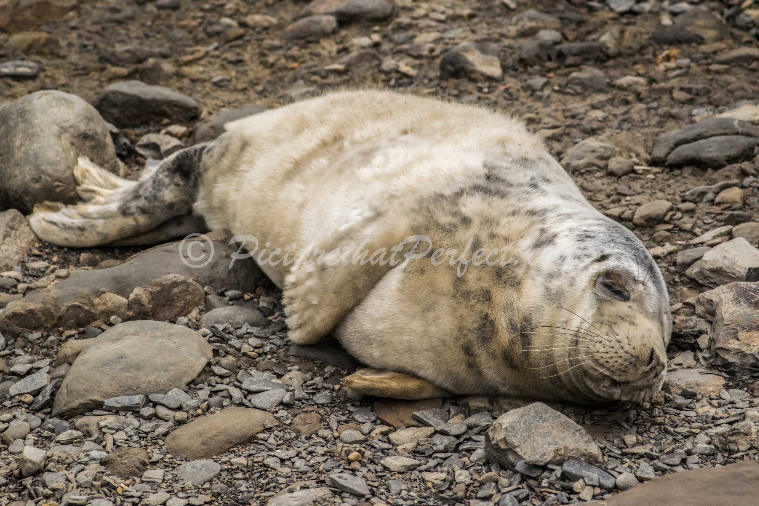 Seal Pup