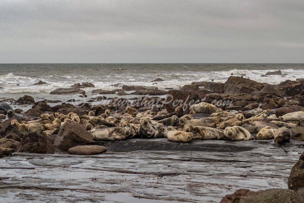 Ravenscar Seals1