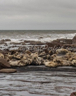 Ravenscar Seals1
