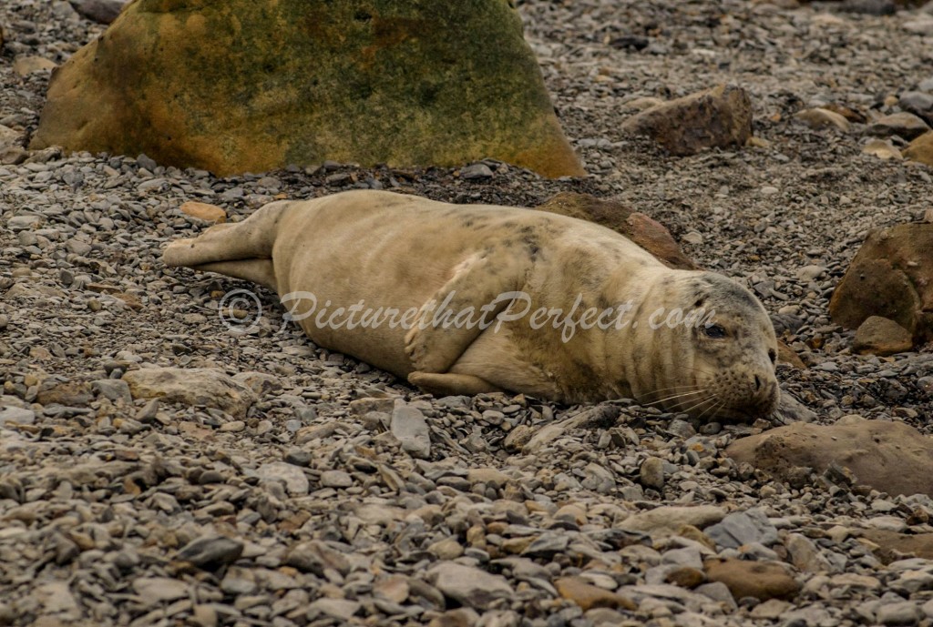 Ravenscar Seal Stones1
