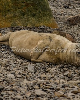 Ravenscar Seal Stones1