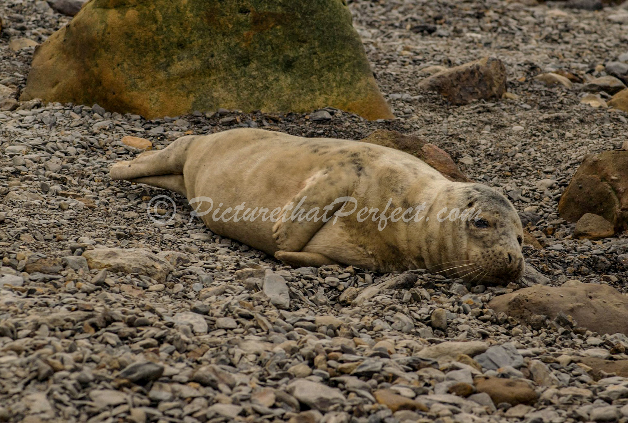 Ravenscar Seal Stones1