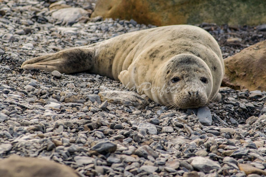 Ravenscar Seal Stones2