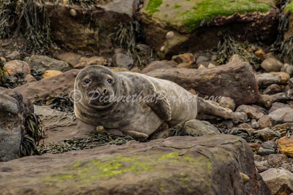 Ravenscar Seal Stones3