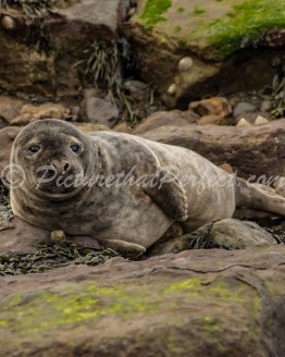 Ravenscar Seal Stones3