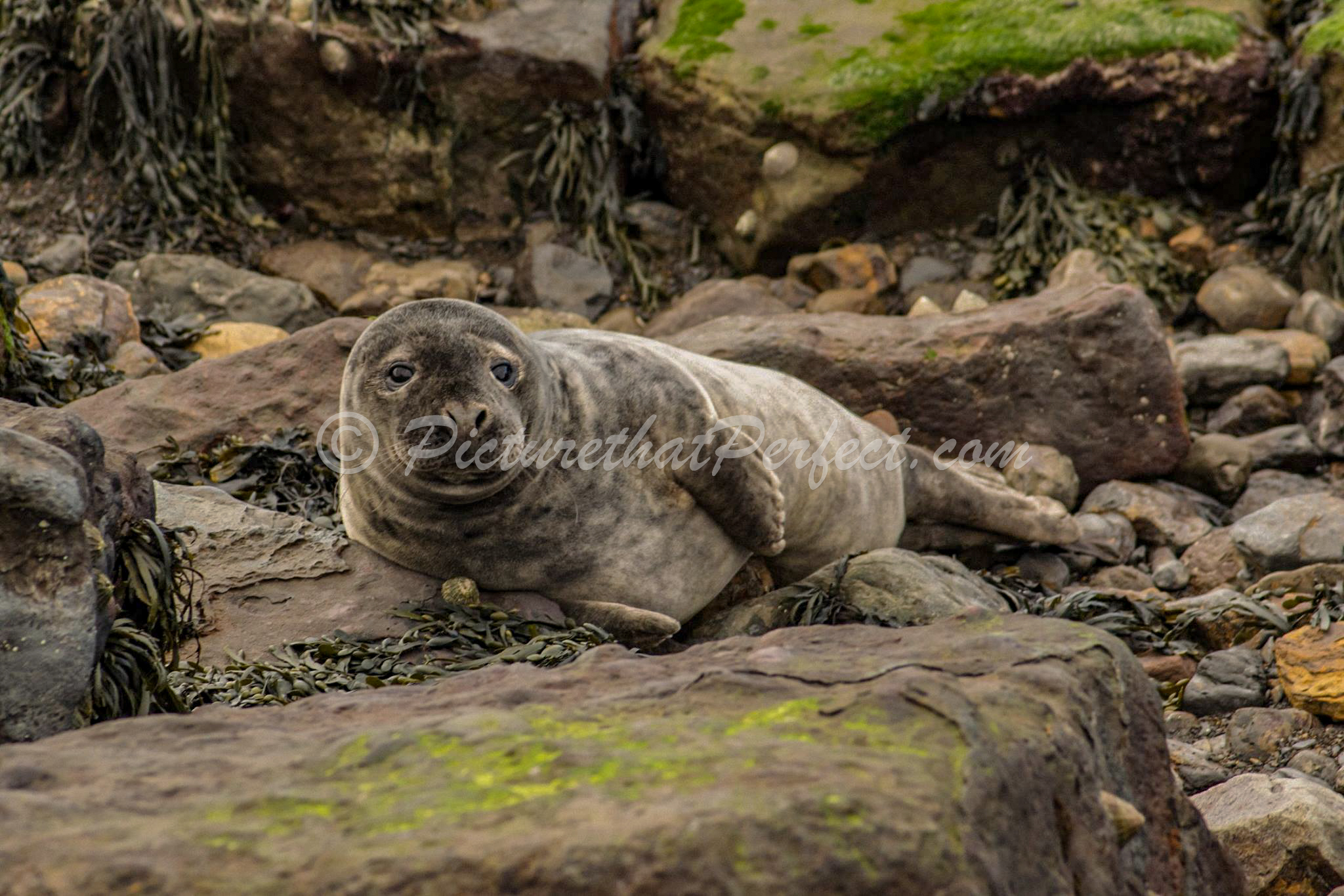 Ravenscar Seal Stones3