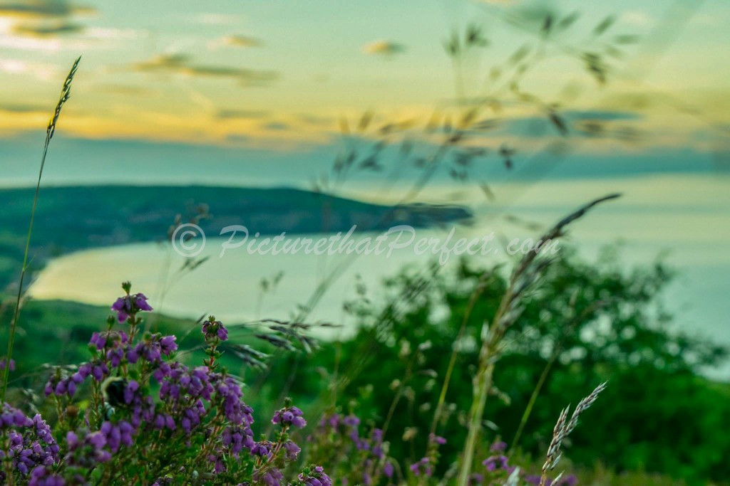 Wild Fowers with RHB