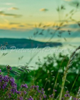 Wild Flowers with RHB1