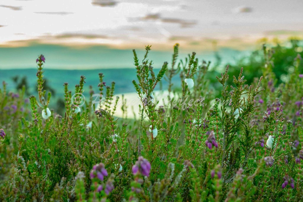 Wild Flowers with RHB2