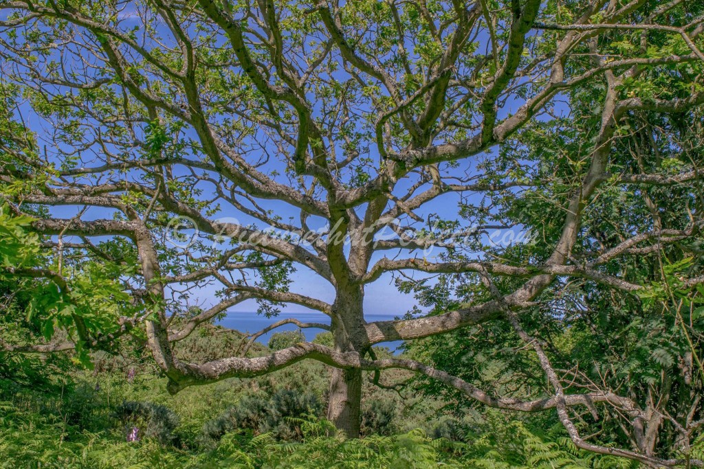 Ravenscar Tree