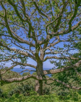 Ravenscar Tree