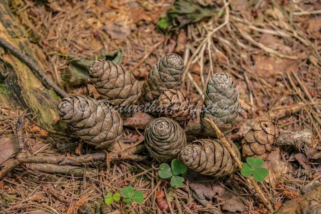 Pinecones