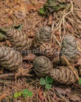 Pinecones