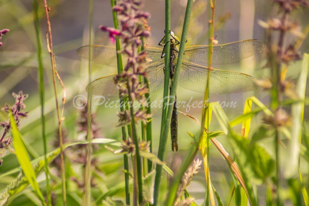Dragonfly on Stem3