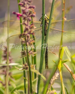 Dragonfly on Stem3