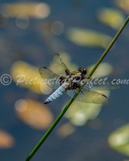 Dragonfly on Stem4