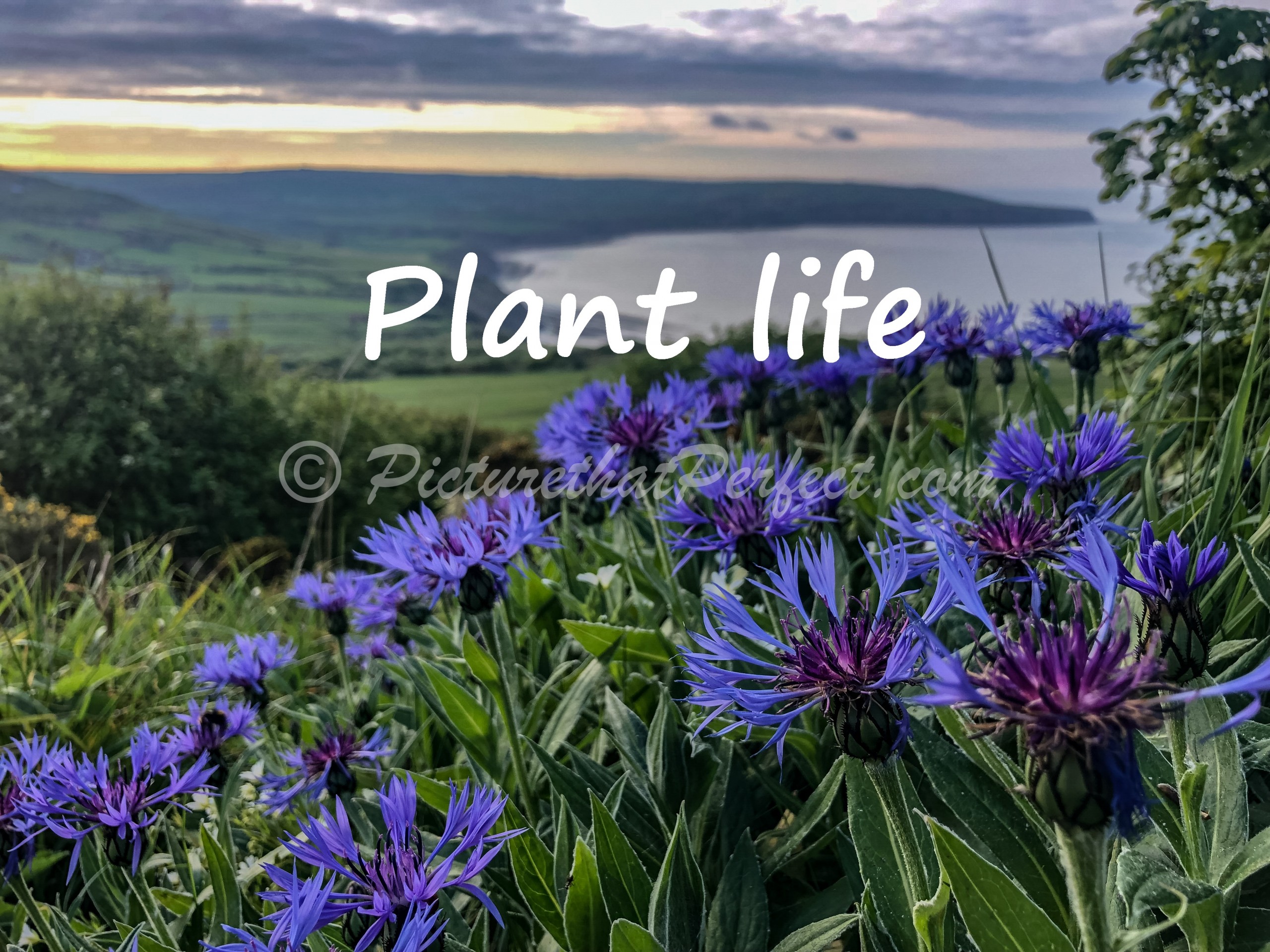 Plantlife Category