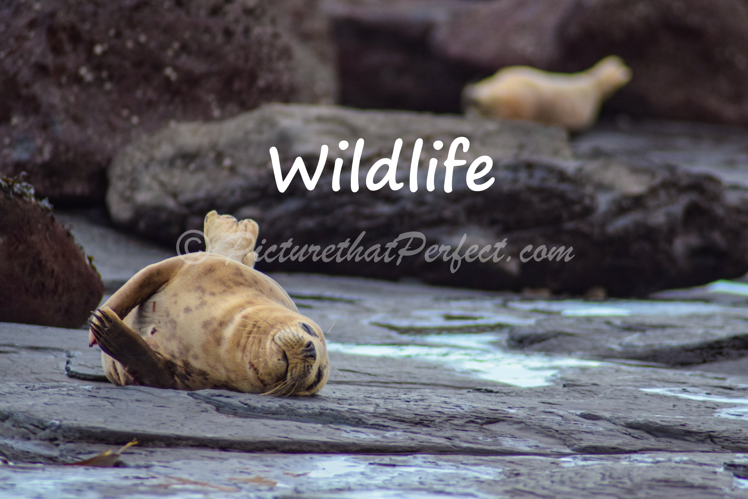Wildlife Category