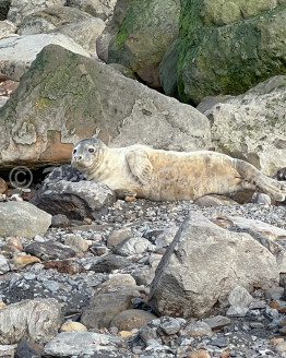 Ravenscar Seal Stones4