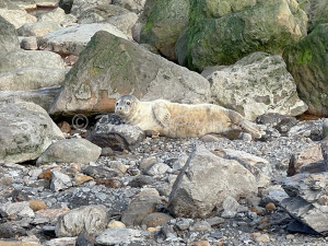 Ravenscar Seal Stones4