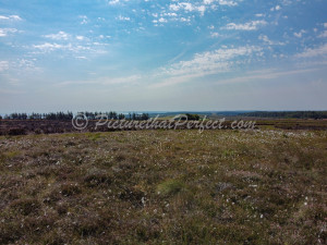 Ravenscar Moor Heather Flowers1