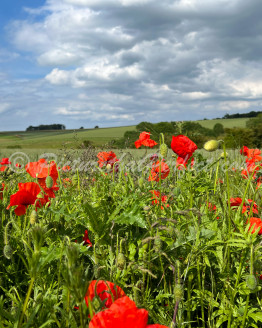 Driffield Poppies1