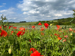Driffield Poppies1