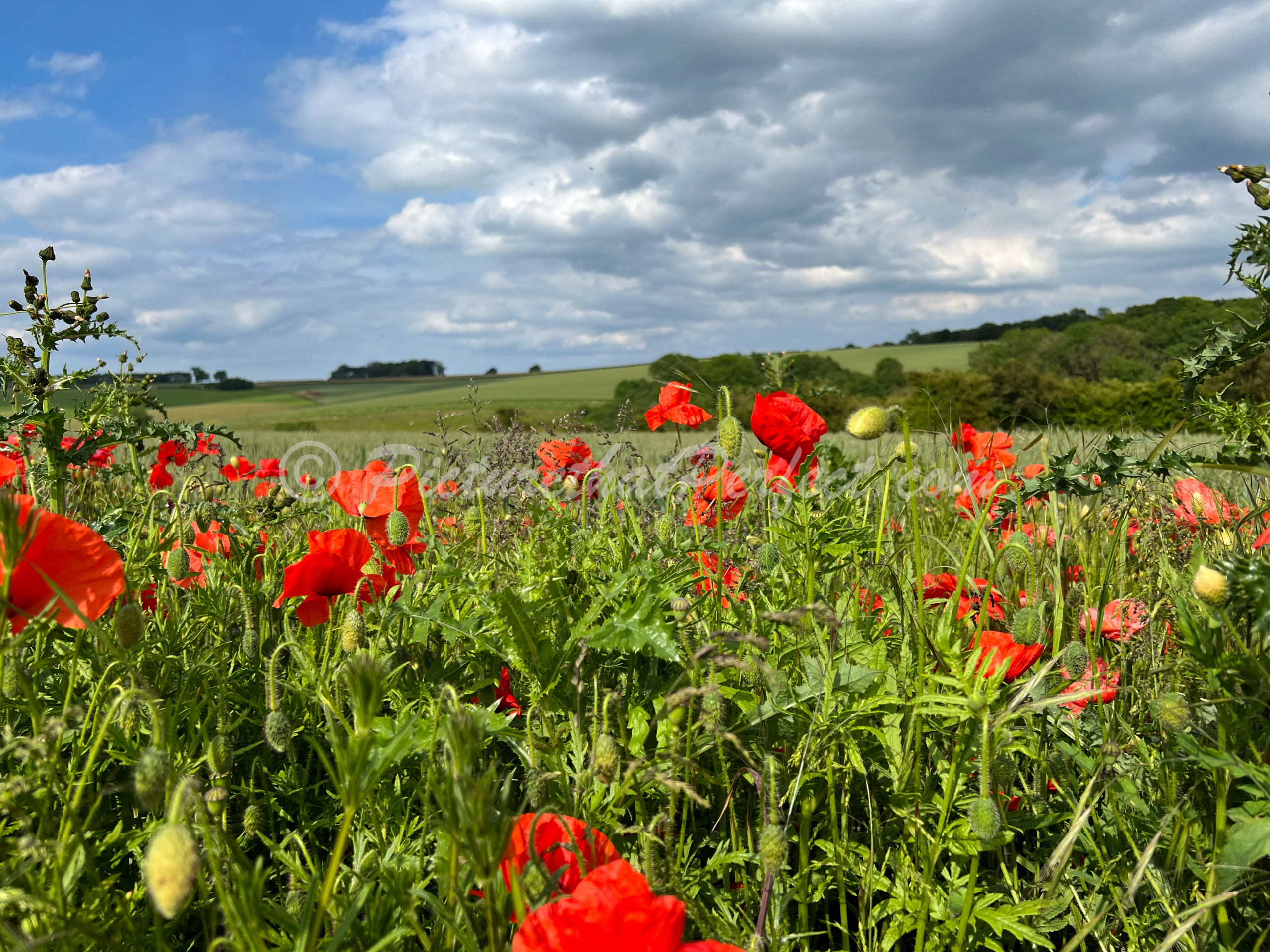 Driffield Poppies1