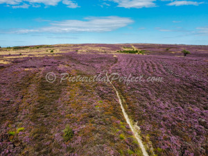 Ravenscar Heather in Bloom